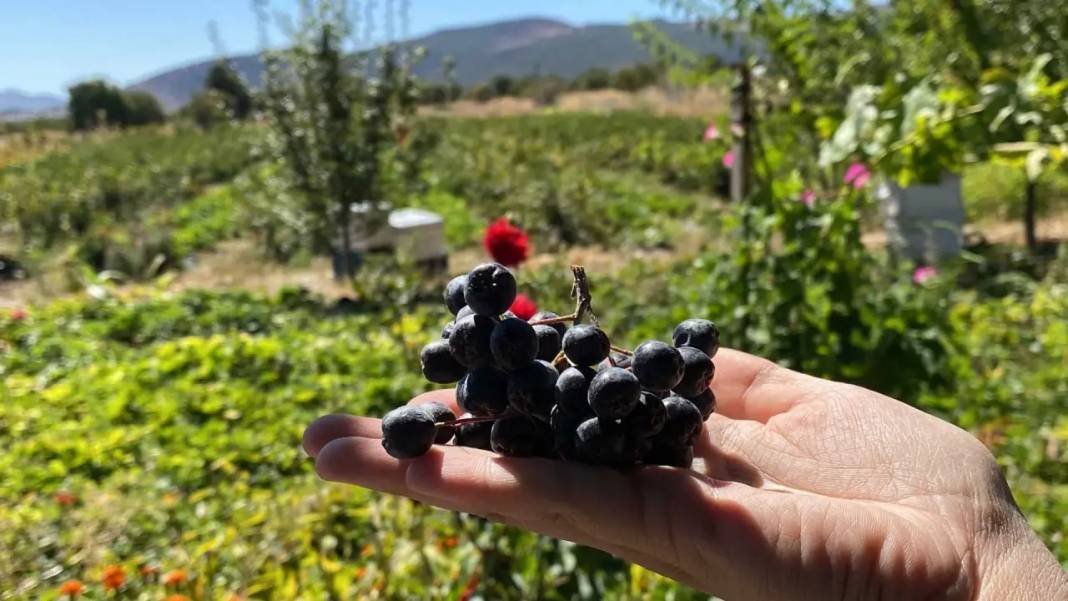 Burdur’da Kalbine İyi Gelen Meyvenin “Şifa” Bahçesini Yaptı! 1